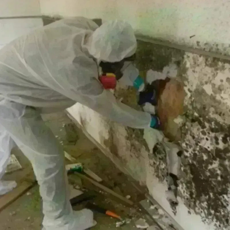 Mold Remediation and Removal in Hooks, TX